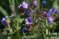 Blue and pink lungwort flowers, Pulmonaria saccharata `Mrs Moon` or Bethlehem sage blooming in springtime, close-up view Royalty Free Stock Photo